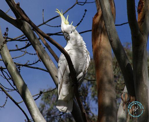 Sulphur Crested Cockatoo 9Y210D-012.JPG